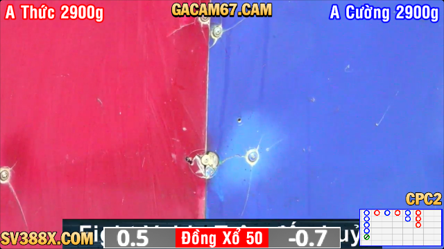 CLip Đá Gà Tại Thomo 2/5, Các Trận Đấu Hấp Dẫn Tổng Hợp CPC2